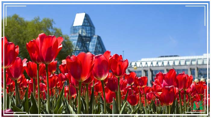 Đi Canada mùa hoa Tulip – Bắc nhịp cầu nối yêu thương