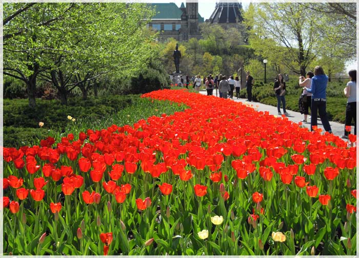 Du lịch Canada mùa hoa Tulip để gắn kết một tình yêu