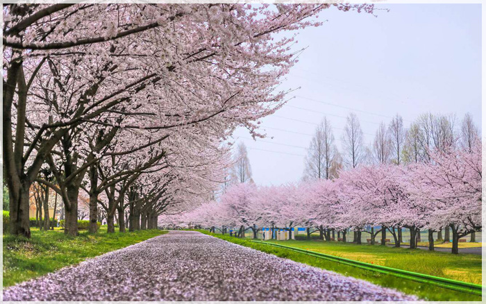 Du xuân Vancouver, đi để trải nghiệm