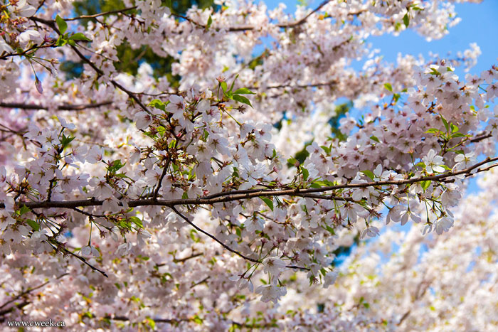 Hight Park ngập tràn sắc hoa anh đào Canada