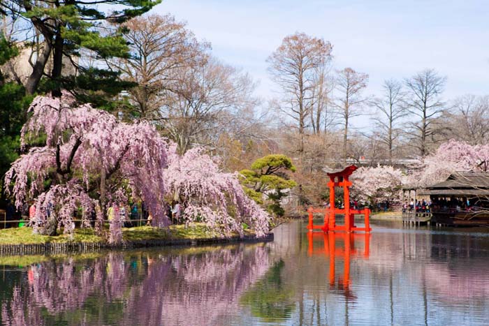 Hoa anh đào Mỹ khoe sắc tại Brooklyn Botanic Garden
