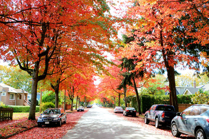 Khi mùa thu gõ cửa Vancouver
