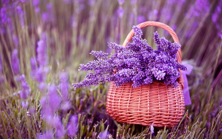 Những điểm ngắm hoa Lavender đẹp tại Pháp