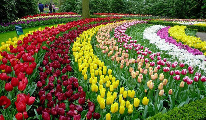 Khám phá thiên đường hoa tulip tại Canada