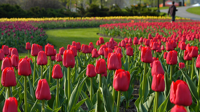 Lễ hội hoa Tulip Canada lý tưởng cho những ai yêu cái đẹp